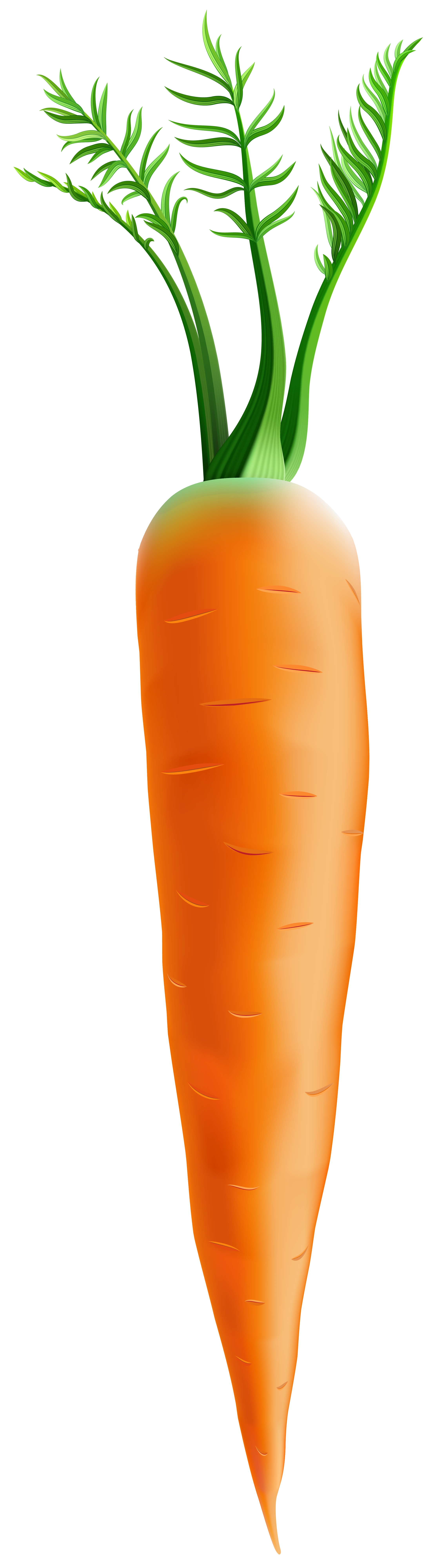Free Downloadable Clipart Carrots