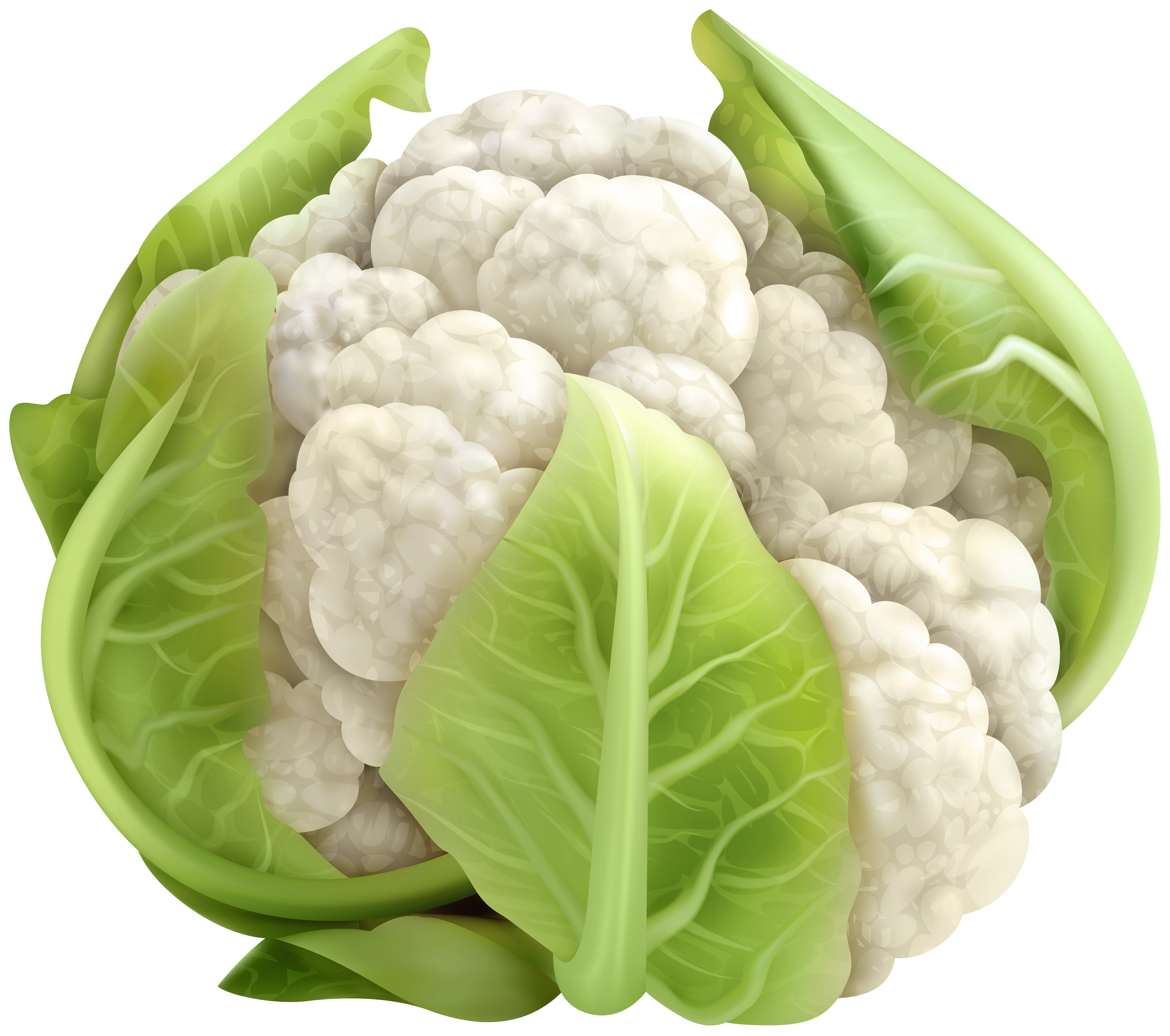 cauliflower clip art