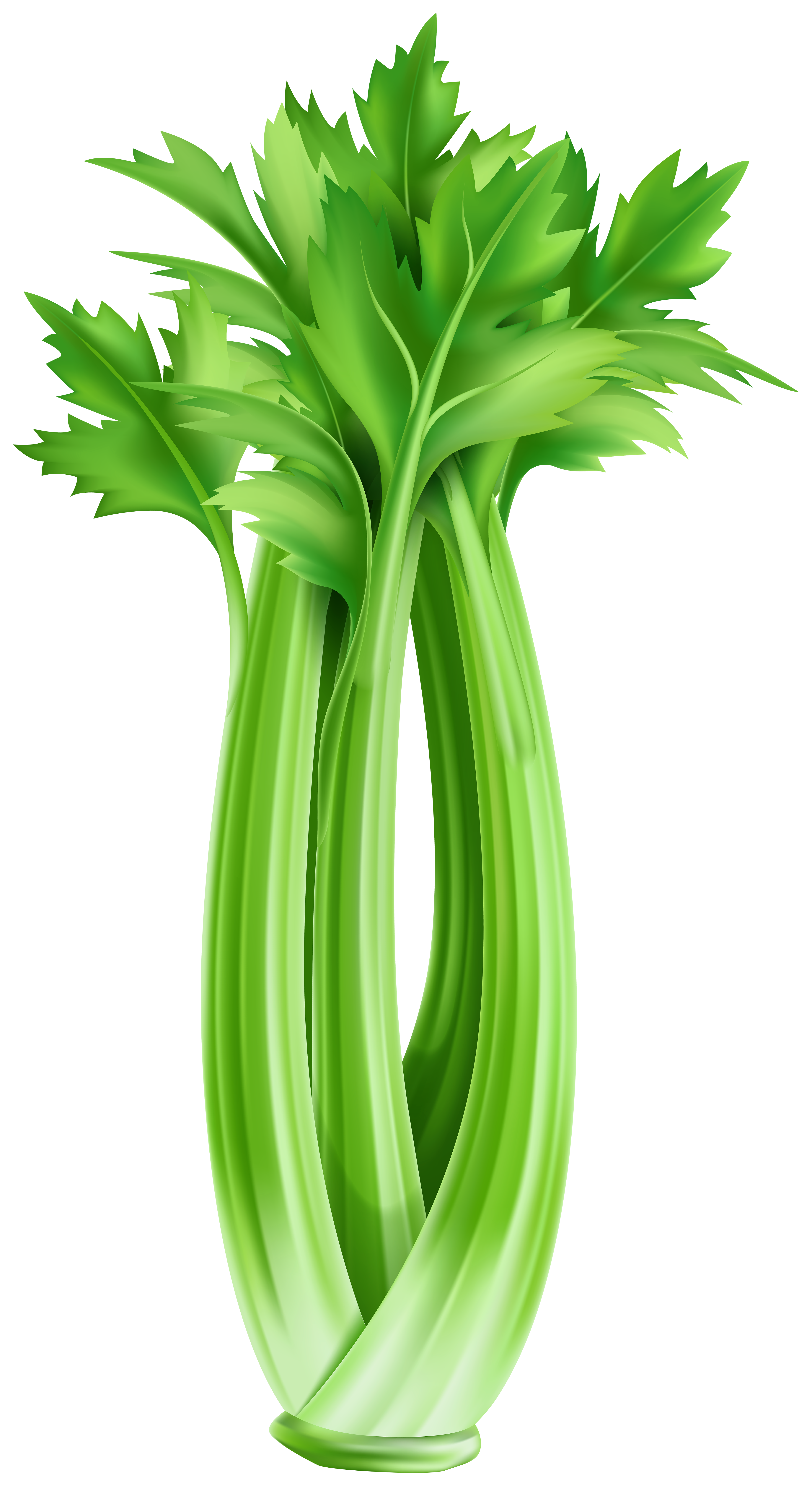 Celery PNG Clipart | Gallery Yopriceville - High-Quality Images and