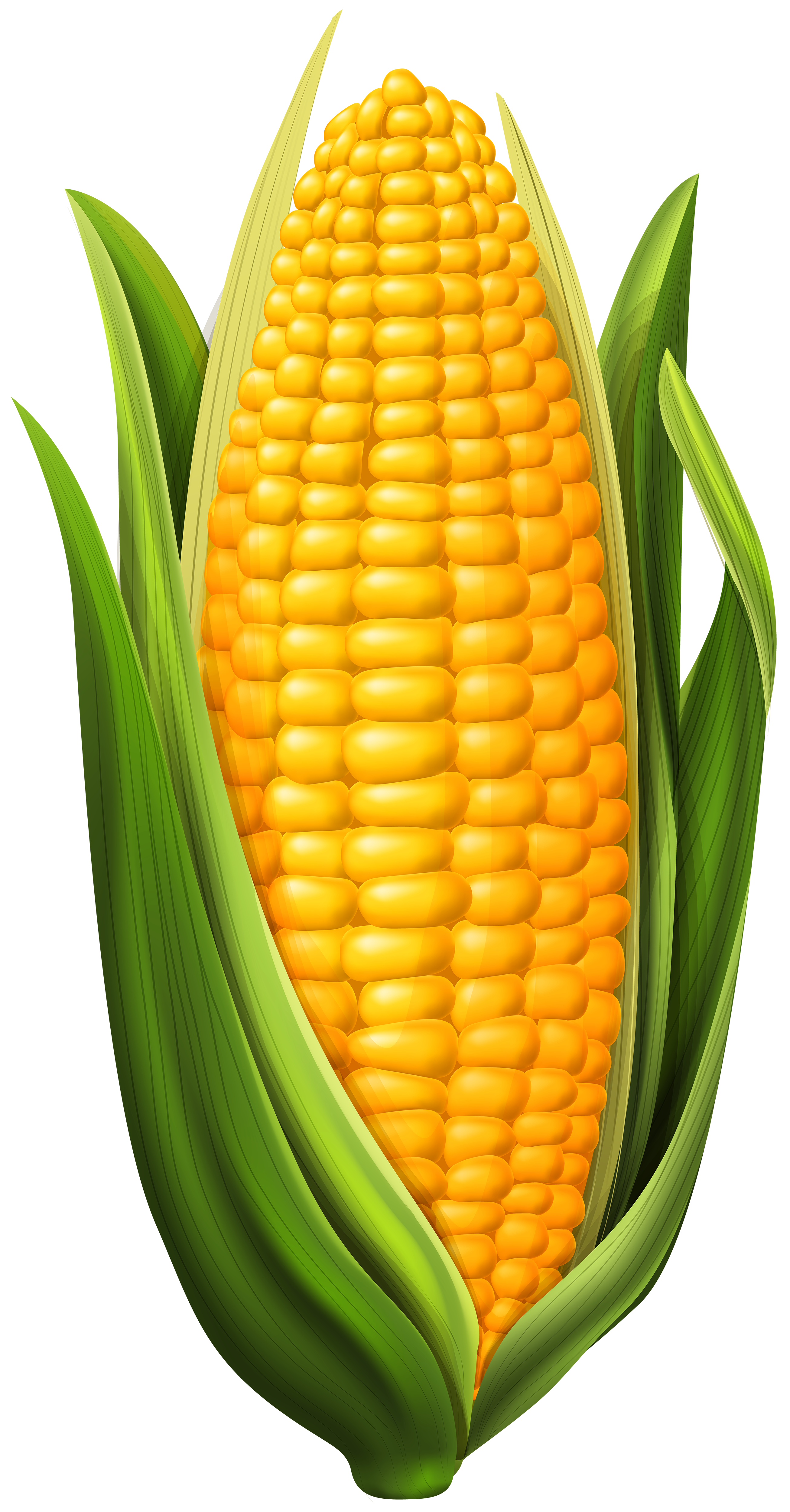 Corn PNG Clip Art Image | Gallery Yopriceville - High-Quality Free