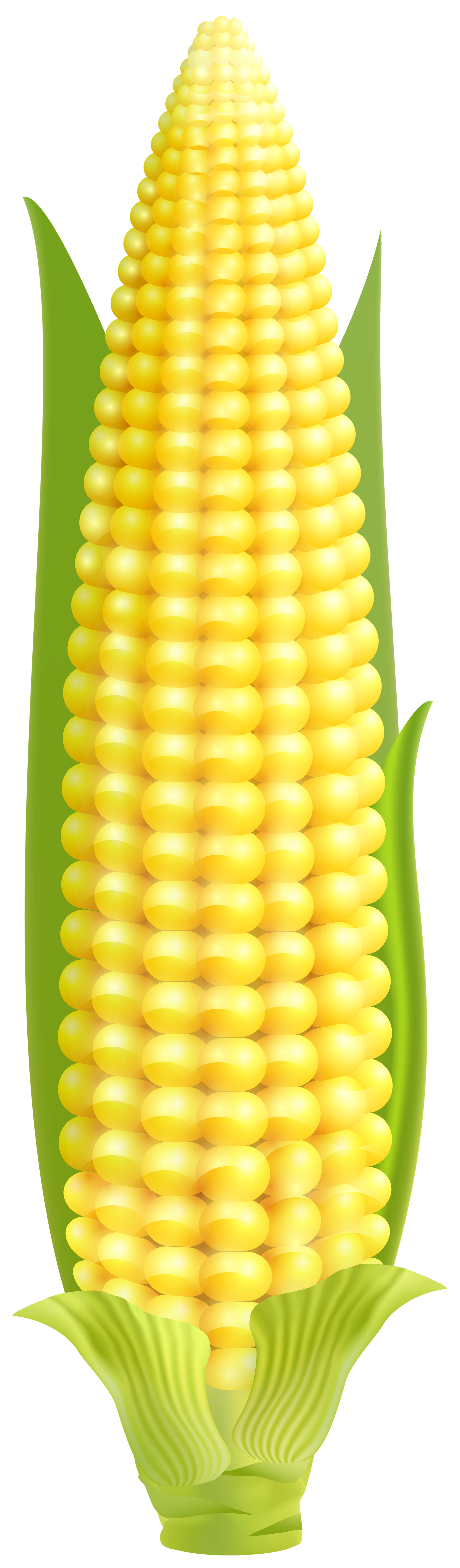 Corn Png Clipart Gallery Yopriceville High Quality Images And Transparent Png Free Clipart