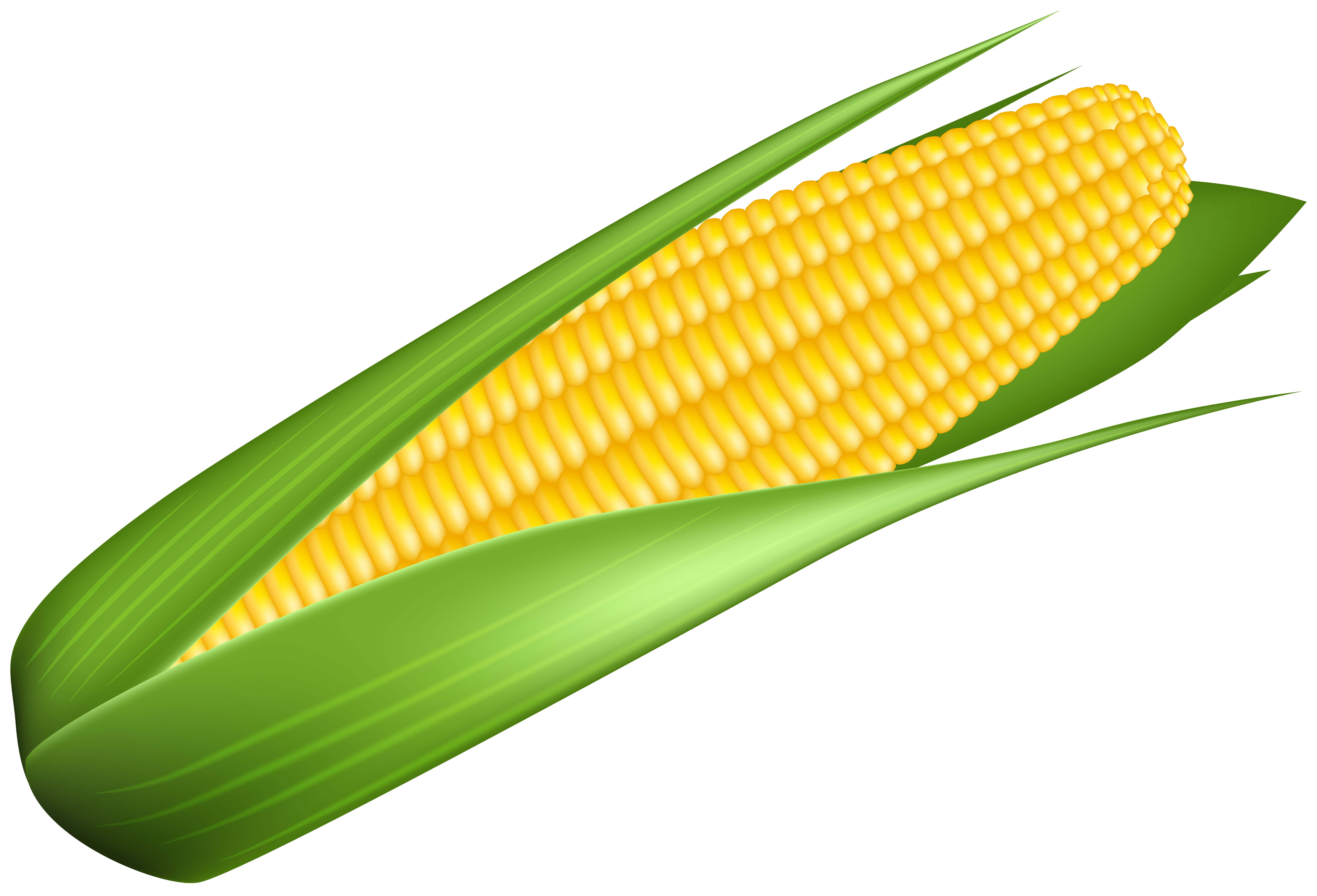Corn kidz 64. Кукуруза на белом фоне. Кукуруза это овощ. Кукуруза мультяшная. Кукуруза вектор.