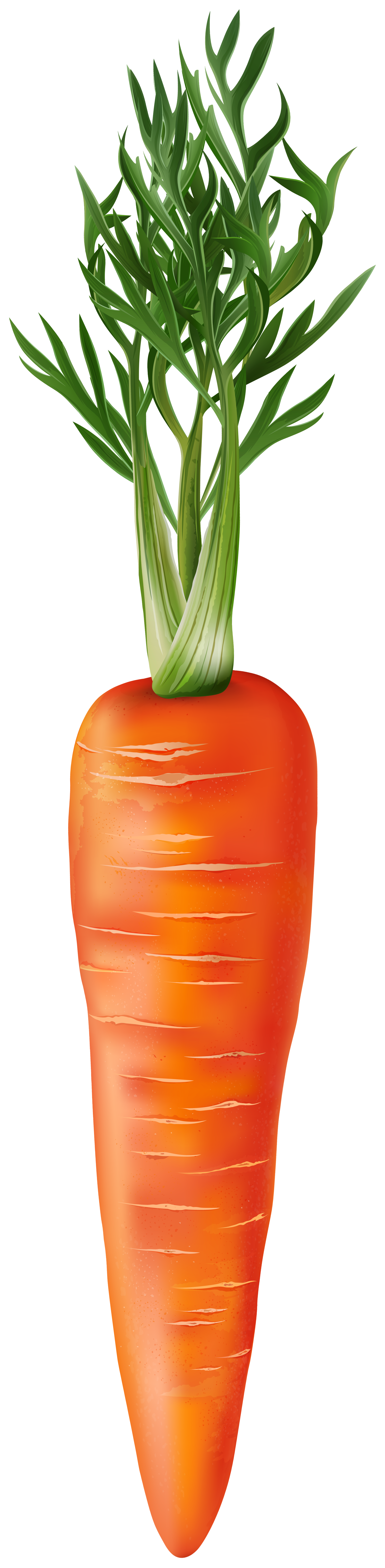 Fresh Carrot Png Clipart Gallery Yopriceville High Quality Images And Transparent Png Free Clipart