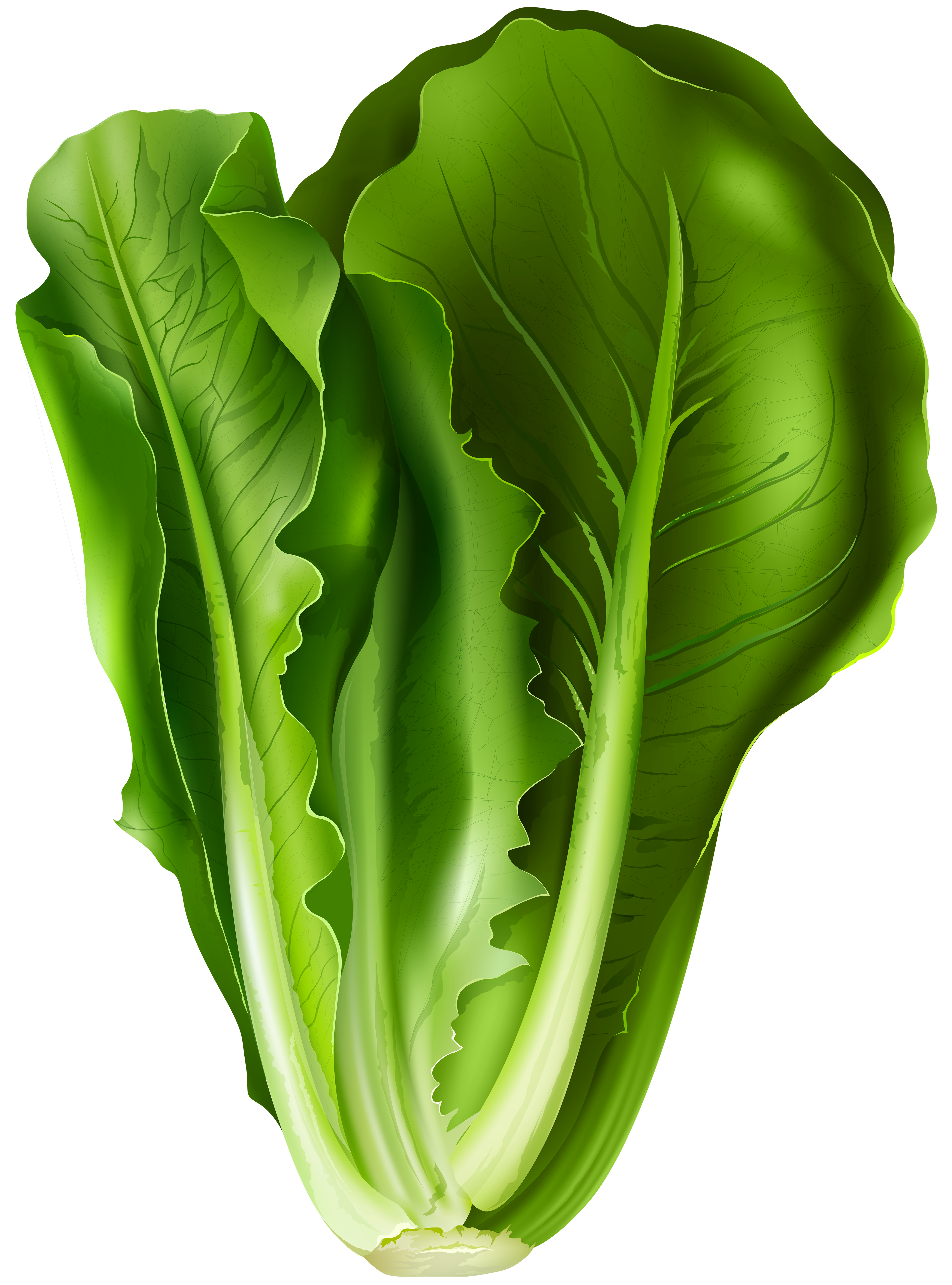 Lettuce PNG Clip Art Image | Gallery Yopriceville - High ...