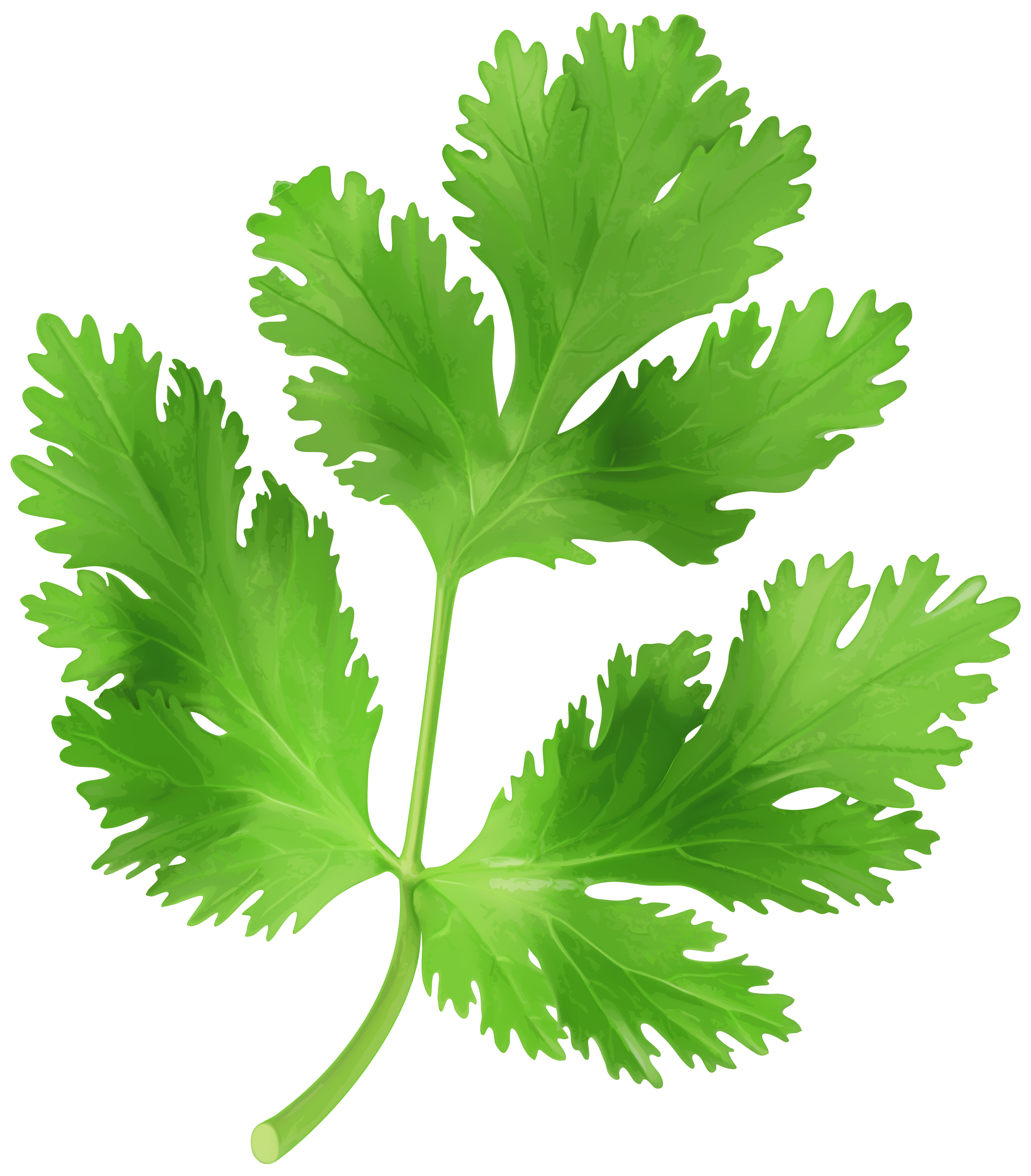 Parsley Transparent PNG Clip Art Image  Gallery 