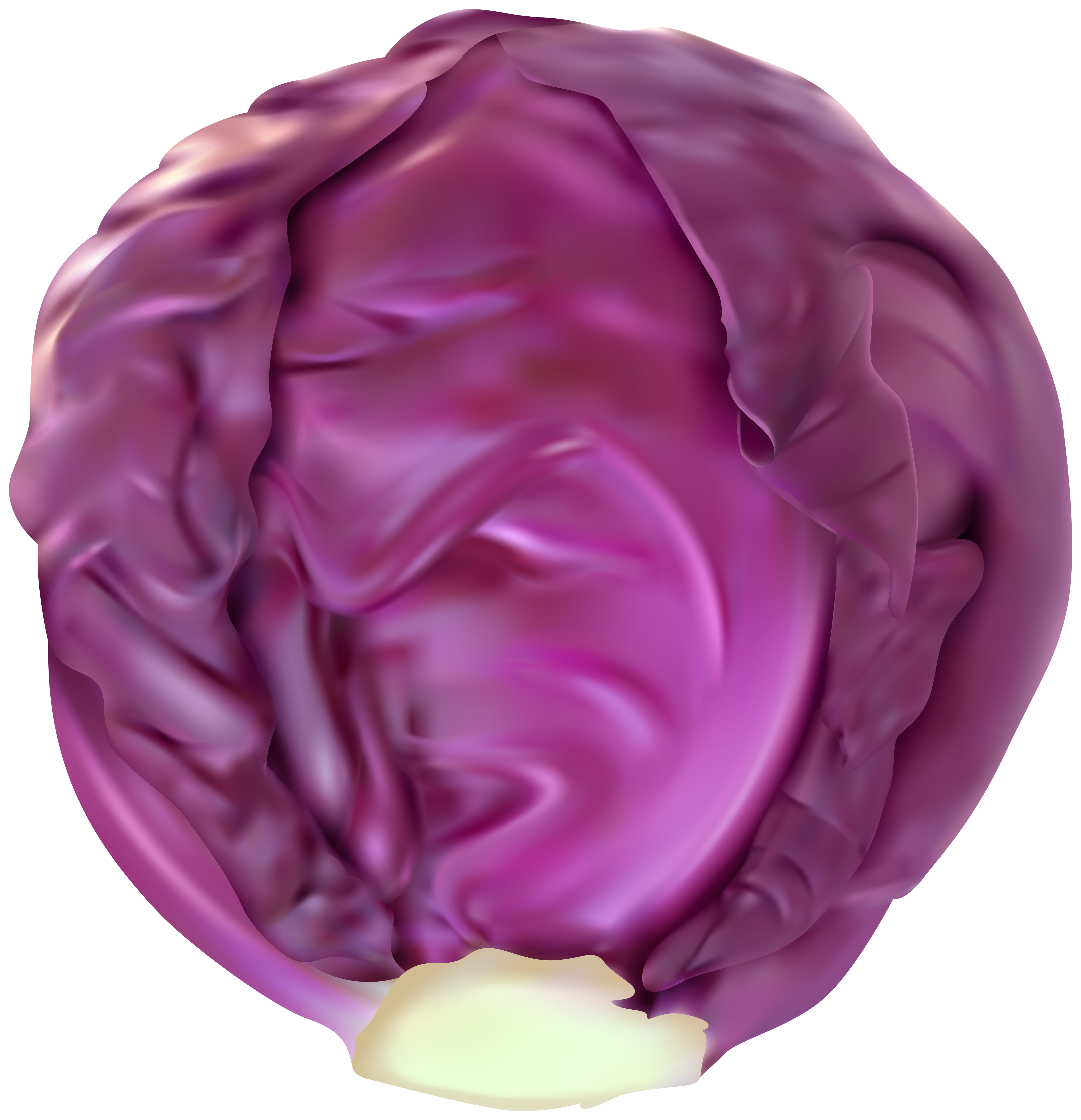 cabbage png