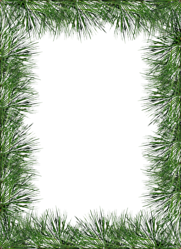 transparent png pine photo