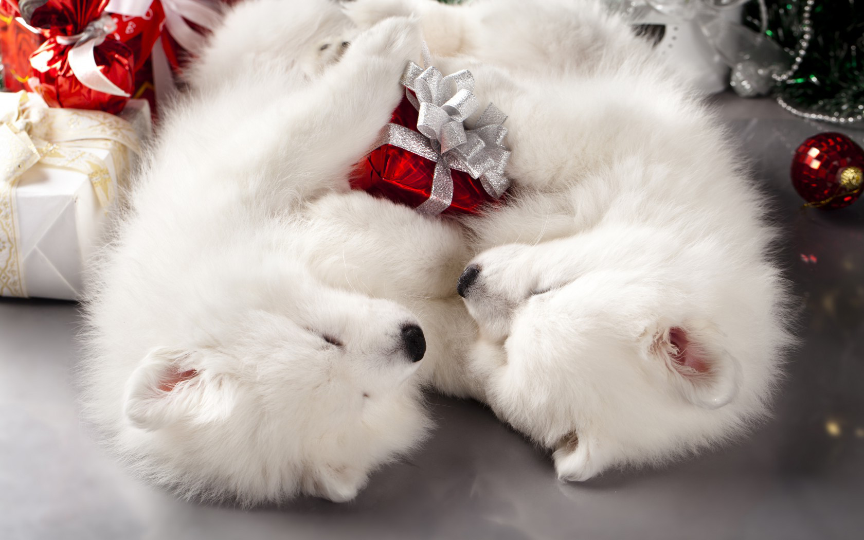 white puppies christmas wallpaper gallery yopriceville high quality images and transparent png free clipart white puppies christmas wallpaper