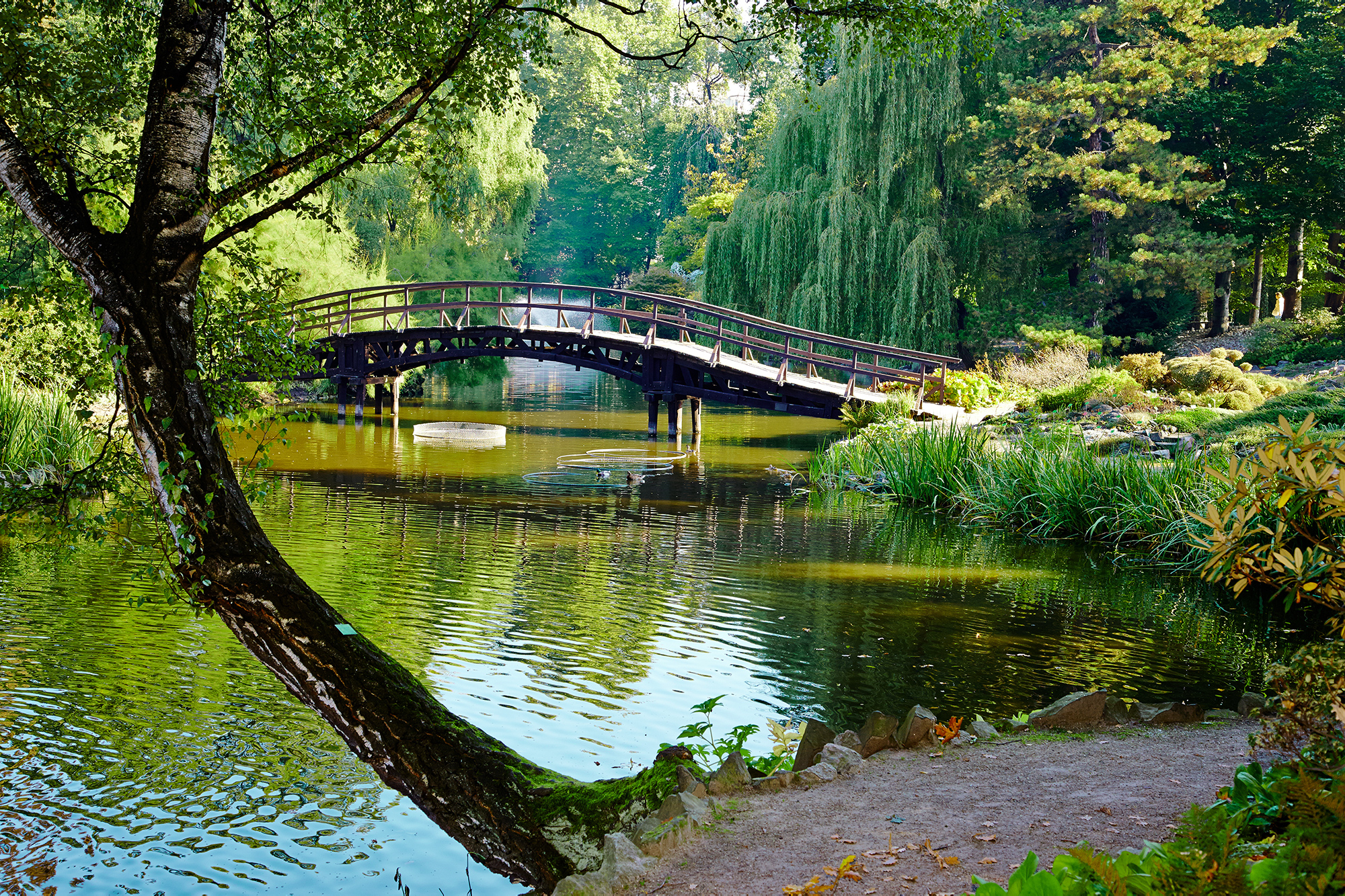 Wallpaper Germany Bridge Rocketspace, Park Kromelow bridge Nature