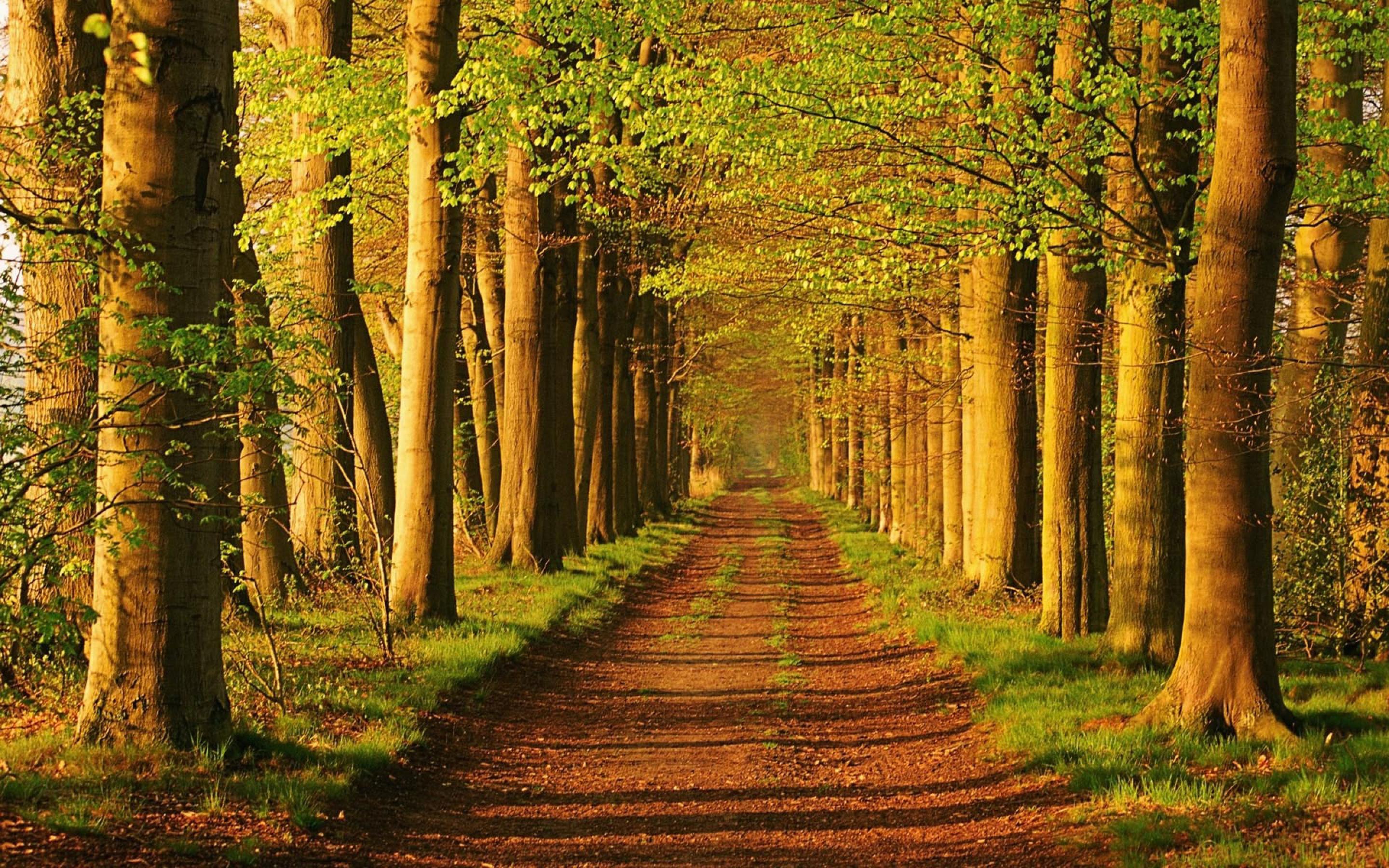 Forest Trail Landscape Wallpaper Gallery Yopriceville High Quality