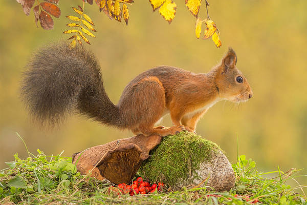 This jpeg image - Autumn Landscape with Squirrel Wallpaper, is available for free download