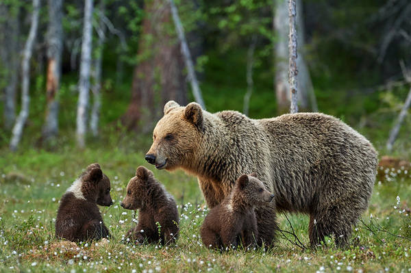 This jpeg image - Bear Family Background, is available for free download