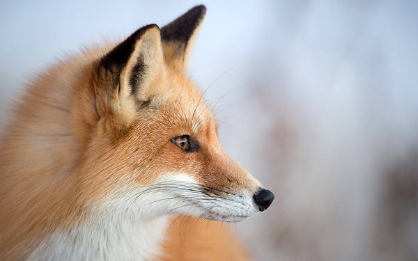 This jpeg image - Beautiful Fox Wallpaper, is available for free download