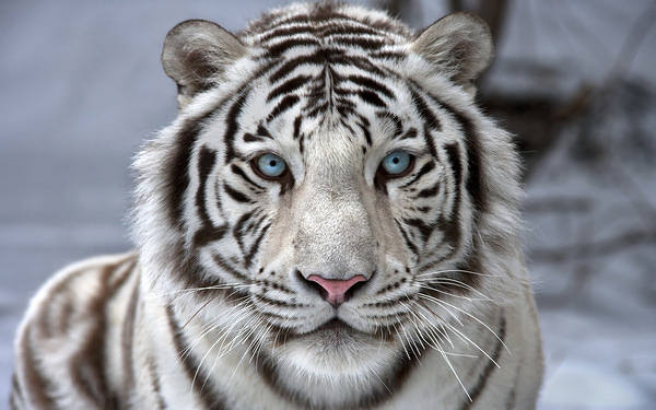 This jpeg image - Beautiful White Tiger Wallpaper, is available for free download