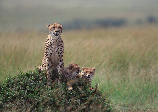 This jpeg image - Cheetah Family Wallpaper, is available for free download
