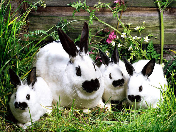 This jpeg image - Cute Bunnies Wallpaper, is available for free download