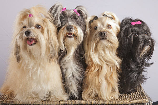 This jpeg image - Cute Puppies Wallpaper, is available for free download