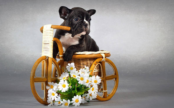 This jpeg image - Cute Puppy with Flowers Wallpaper, is available for free download