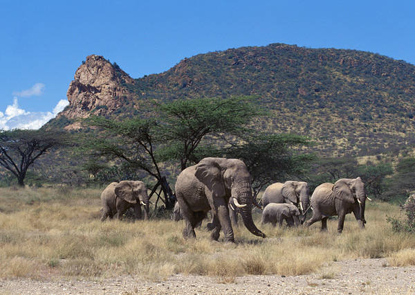 This jpeg image - Elephant Herd Wallpaper, is available for free download