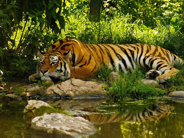 This jpeg image - Green Wallpaper with Tiger, is available for free download