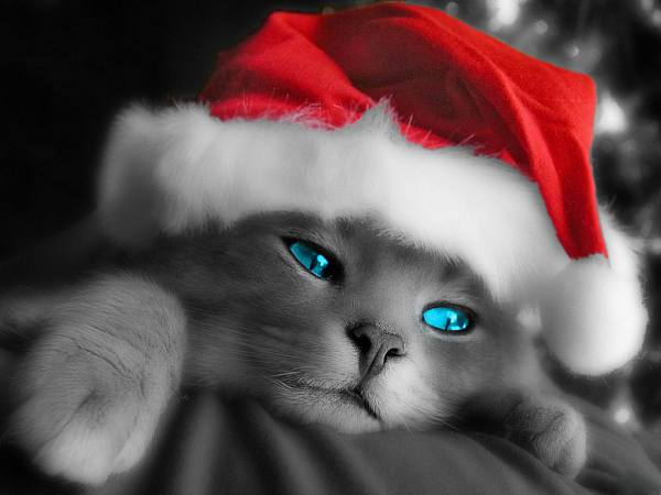 This jpeg image - Holiday-Kitty, is available for free download