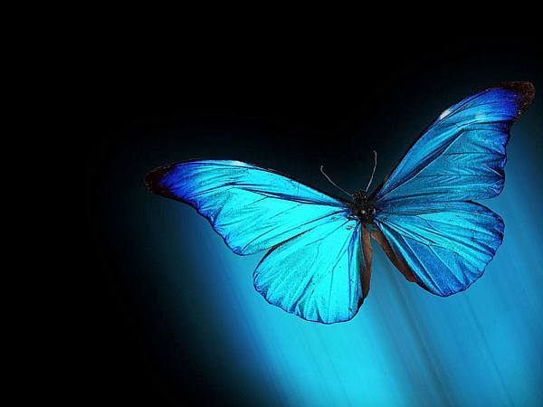 This jpeg image - Morpho, is available for free download