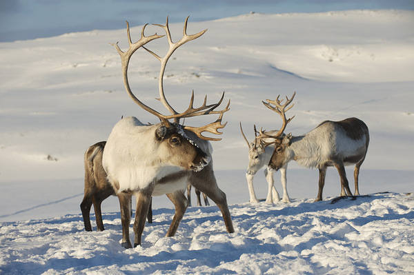 This jpeg image - Rreindeers Winter Background, is available for free download