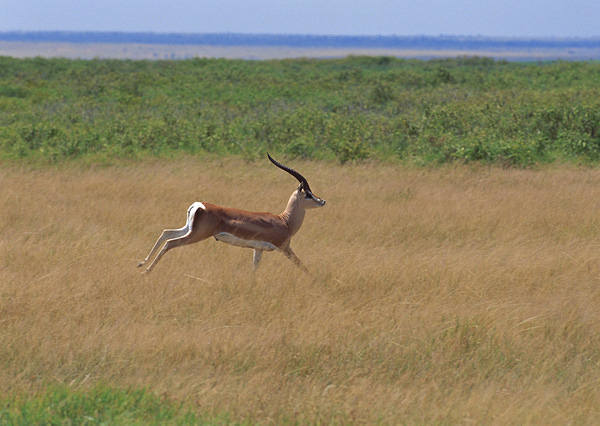 This jpeg image - Running Antelope Wallpaper, is available for free download