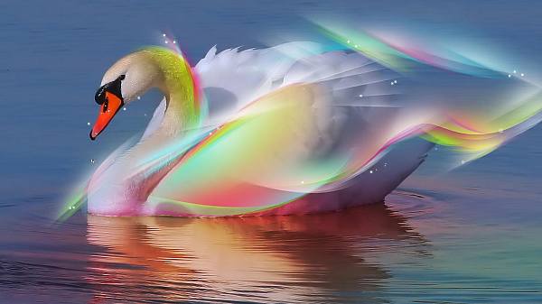 This jpeg image - Swan, is available for free download