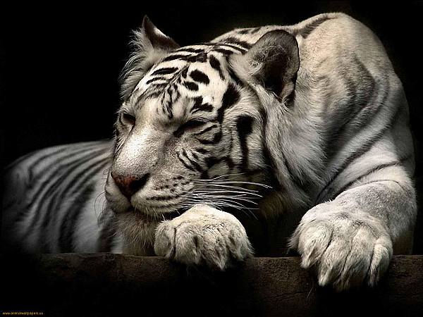 This jpeg image - White Tiger Wallpaper, is available for free download
