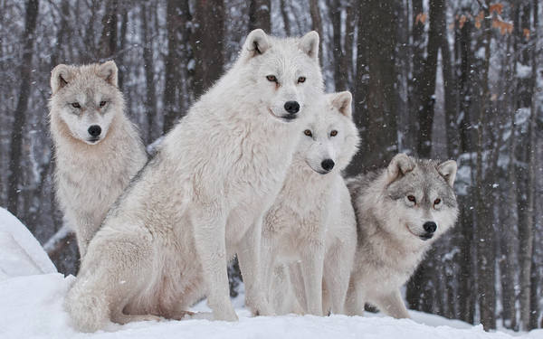 This jpeg image - White Snow Wolves Wallpaper, is available for free download