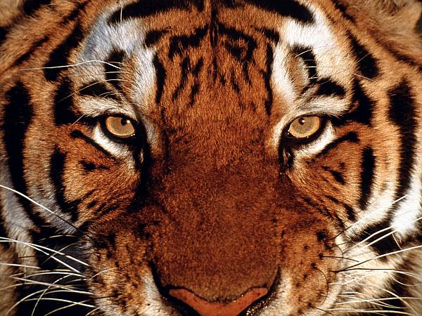 This jpeg image - bigtiger, is available for free download