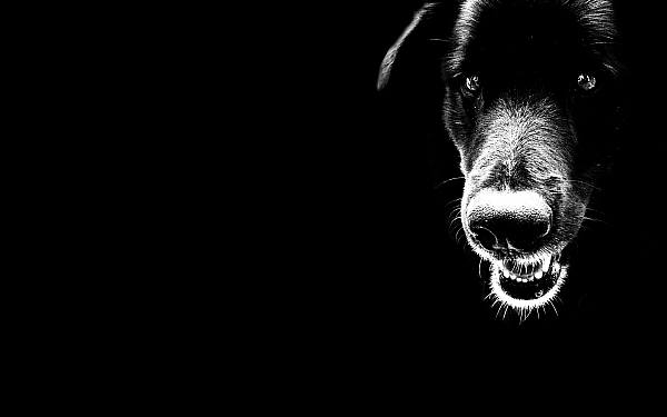 This jpeg image - black-dogy, is available for free download