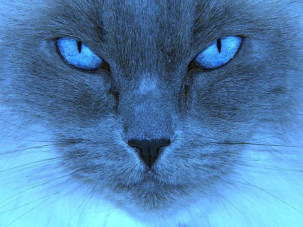 This jpeg image - bluecat, is available for free download