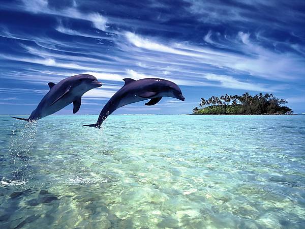 This jpeg image - dolphin-2, is available for free download