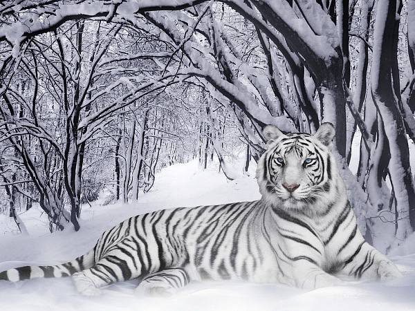 This jpeg image - white-tiger, is available for free download