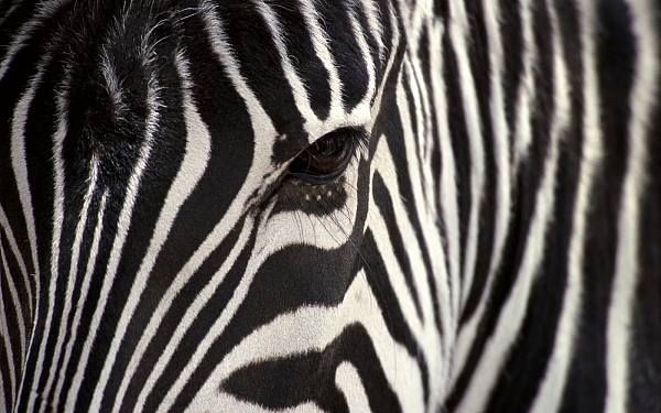 This jpeg image - zebras, is available for free download