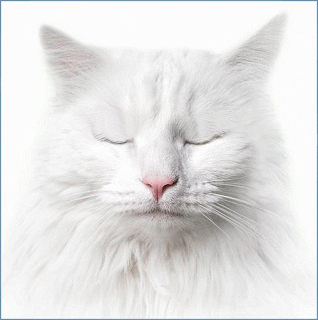 This gif image - Animated White Cat with Blinking Eyes, is available for free download