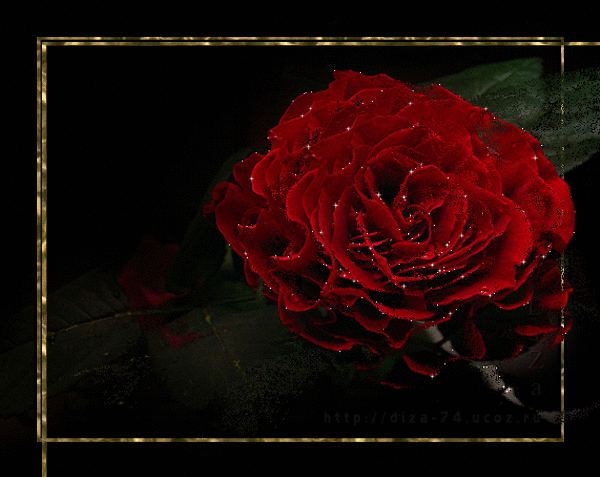This gif image - Beautiful Red Rose Gif Animation, is available for free download