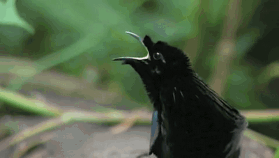 This gif image - Bird Warrior Gif Animation, is available for free download