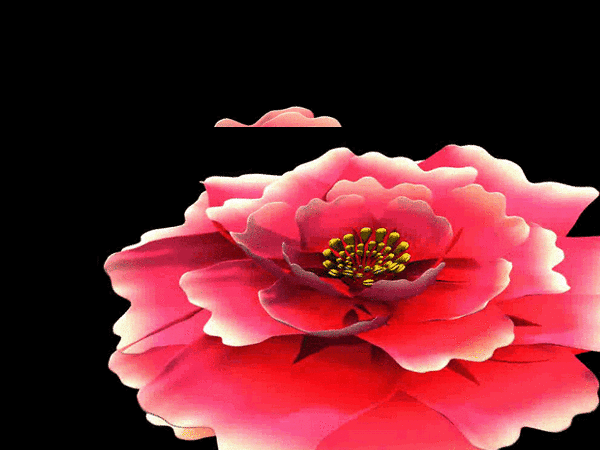 This gif image - Blooming Rose Animated GIF Image, is available for free download