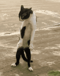 This gif image - Cat Feed Gif Animation, is available for free download