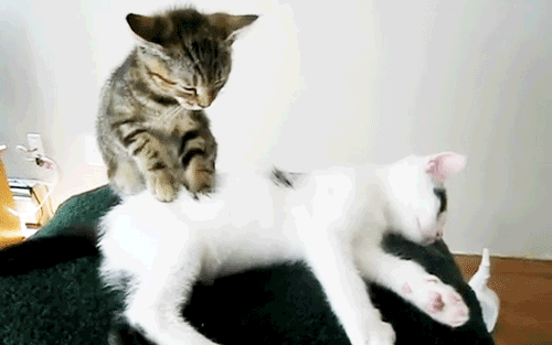 This gif image - Cat Massage Gif Animation, is available for free download