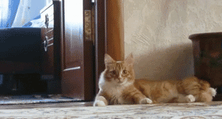 This gif image - Cat Walk, is available for free download