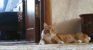cat walk gallery yopriceville high quality images and birthday banner clipart