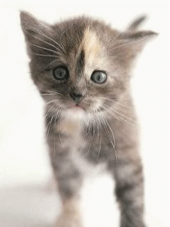 This gif image - Cute Kitten Gif Animation, is available for free download