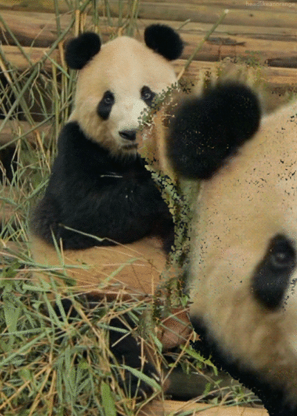 This gif image - Cute Panda Gif Animation, is available for free download