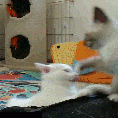 This gif image - Gotcha Cat, is available for free download