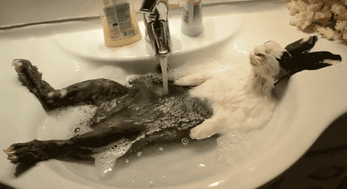 This gif image - Rabbit Bath, is available for free download