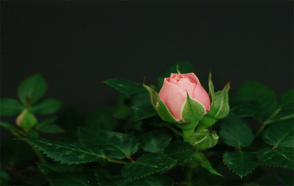 This gif image - Rose Gif Animation, is available for free download